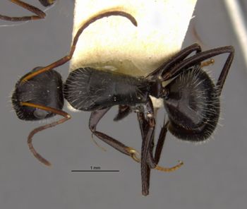 Media type: image;   Entomology 9119 Aspect: habitus dorsal view